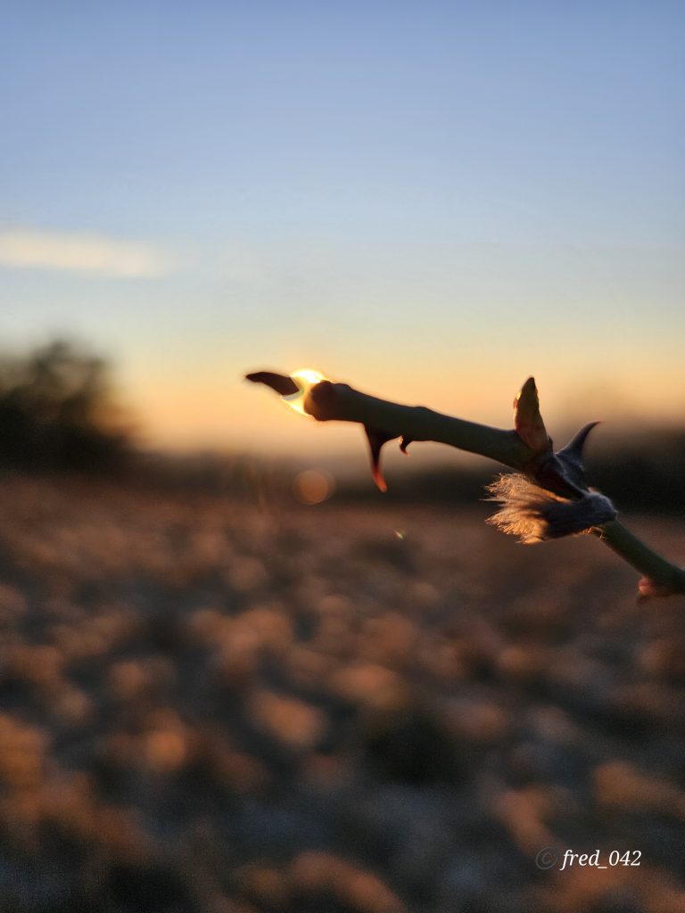 always the sun
