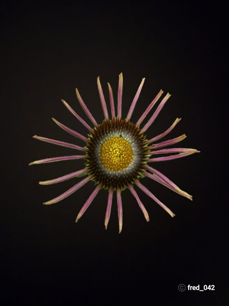 sun of the night